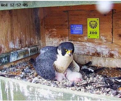 Peregrine falcon cam