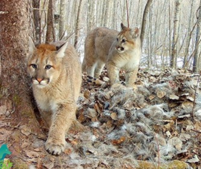 Cougar kittens