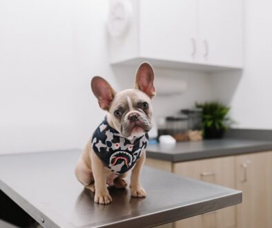 white and black short coated dog wearing white and black polka dot shirt