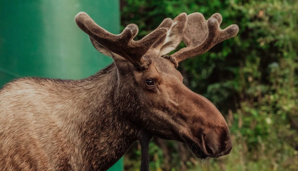 brown deer in close up photography