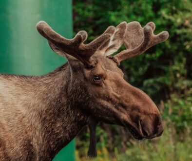brown deer in close up photography
