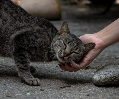 a cat being pet by a hand