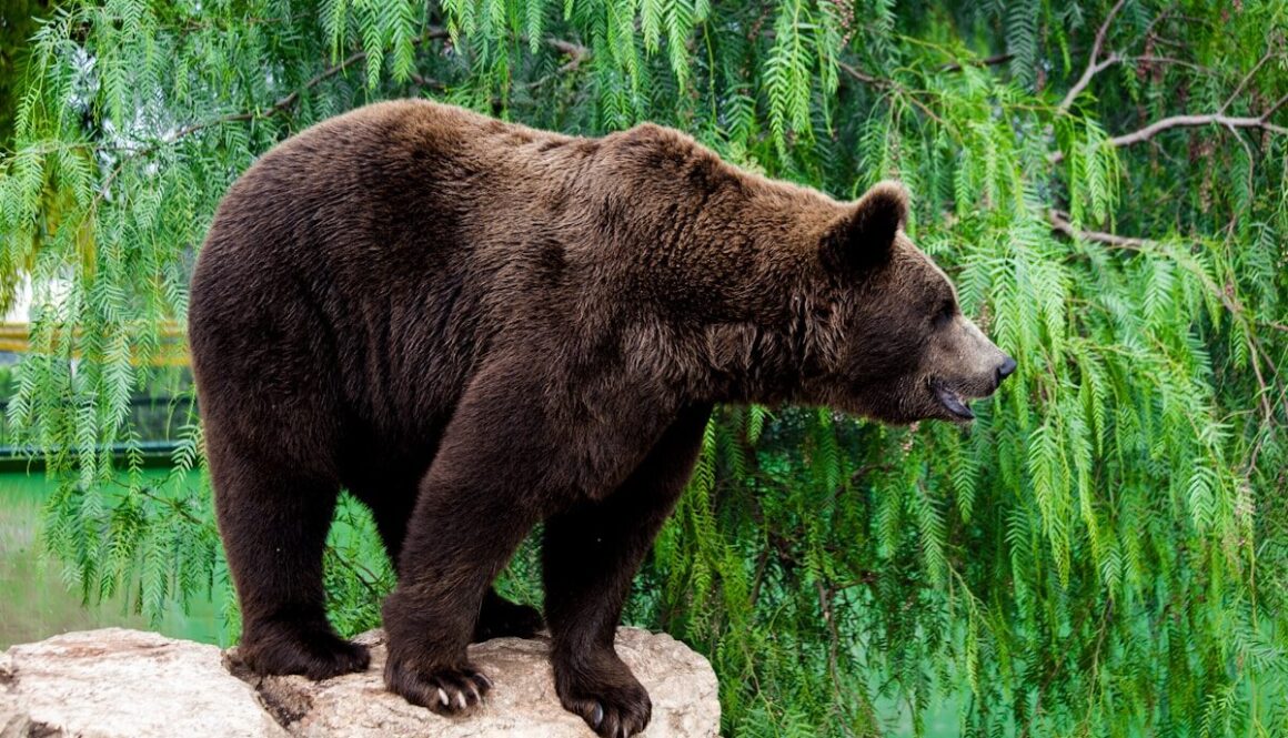 a large brown bear standing on top of a rock