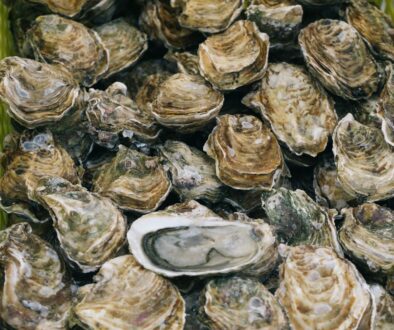 selective focus photography of piled shells