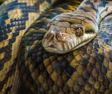 brown snake