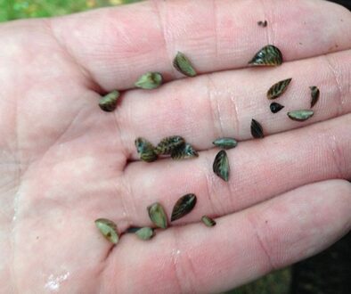 Minnesota zebra mussels latest find(1)