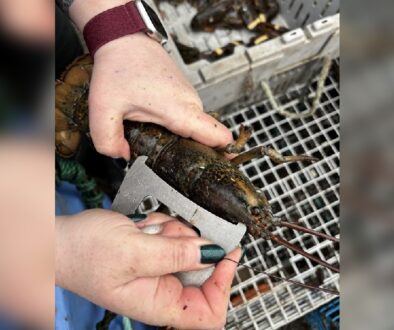 Legal Lobster Limit