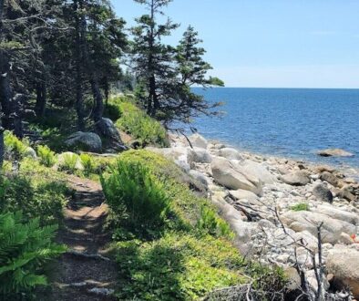 pine trees near seashore